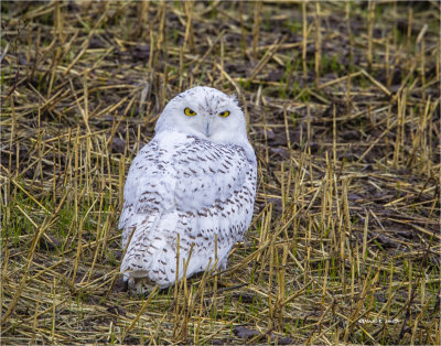 Seasons first snowy owl, West of Spokane