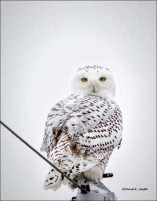 Snowy Owl, West of Spokane