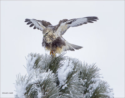 Rough Legged Hawk in Tree