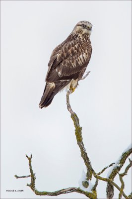 Rough Legged Hawk on Branch, West of Spokane
