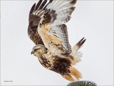 Rough Legged Hawk Take Off, West of Spokane