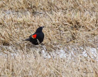 Red-winged blackbird, first sign of Spring