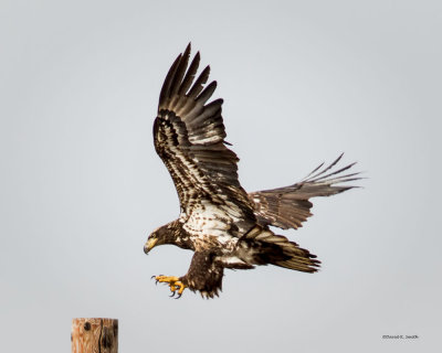 Juvenile Eagle Landing, West of Spokane