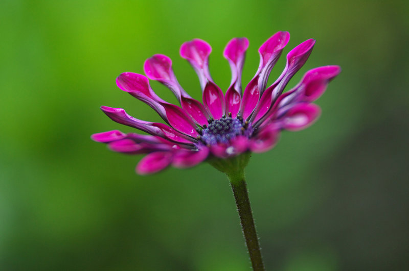 IMGP6506.jpg