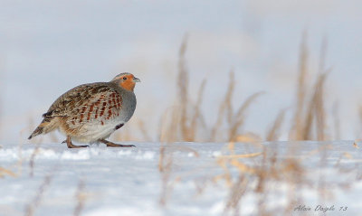 Perdrix grise / Gray partridge