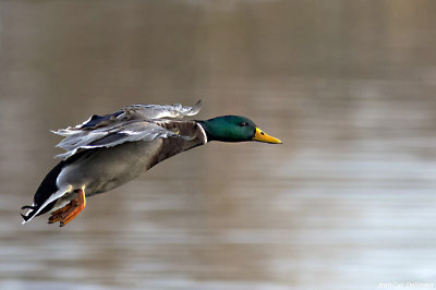 Colvert