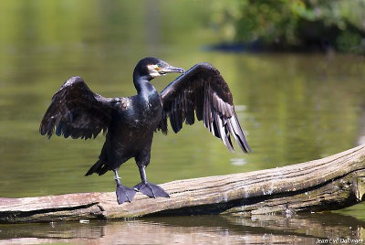 Cormoran