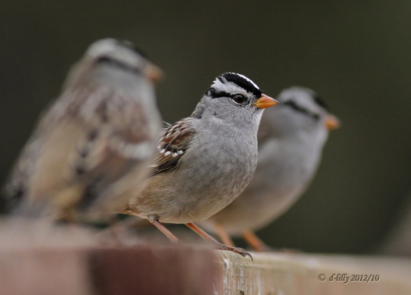 white-crowned sparrow