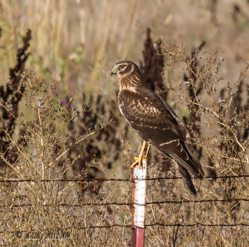 northern harrier-female