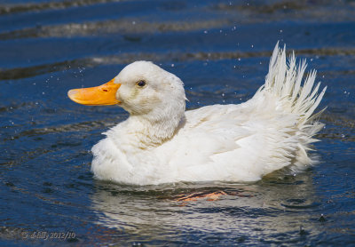 Peking Duck