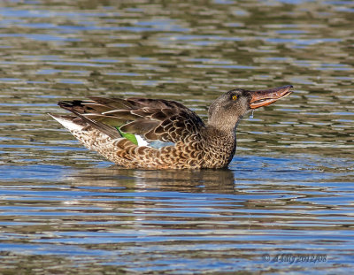 northern shoveler