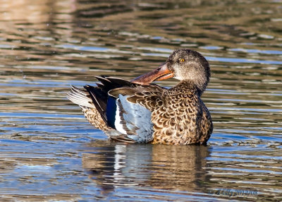 Northern Shoveler, female