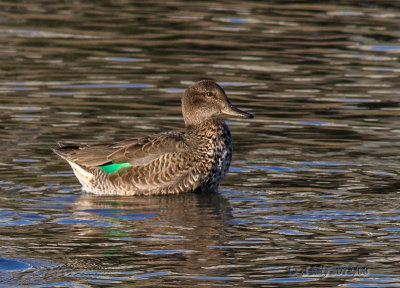 green-winged teal