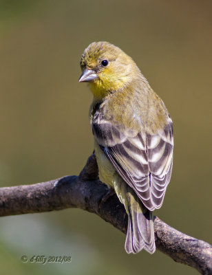 American Goldfinch