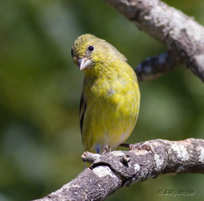 Lesser Finch