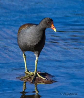 common gallinule