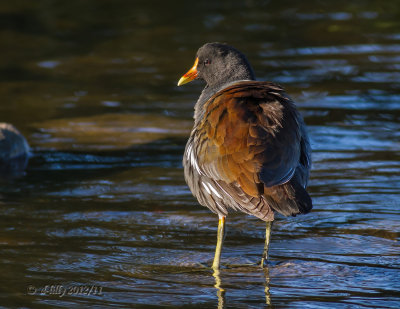 Common Gallinule