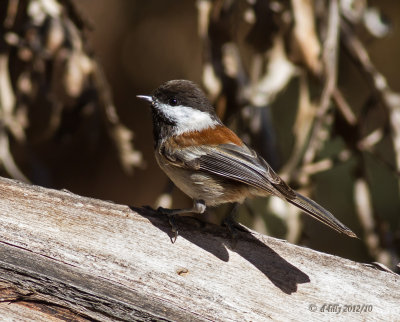 chestnut-backed chickadee