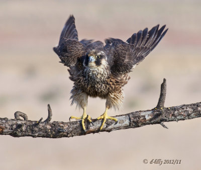 peregrine falcon-juvenile