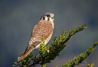 american kestral