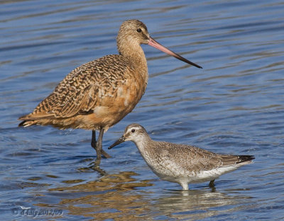 marbled godwit a & red knot