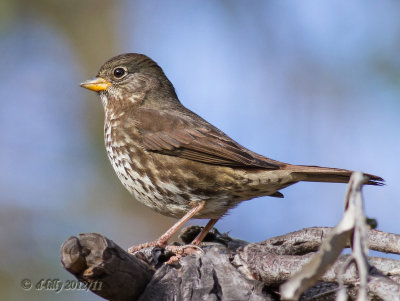 fox sparrow