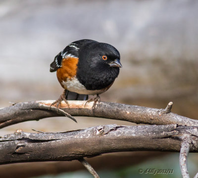 spotted towhee