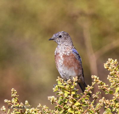 western bluebird