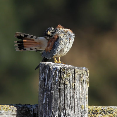 IMG_6694-2 copy.jpgamerican kestral