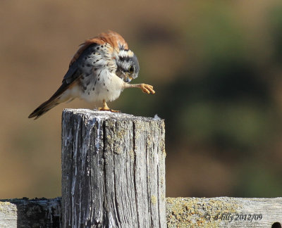 american kestral