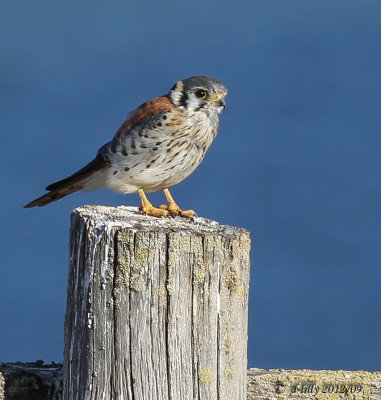 american kestral