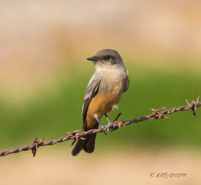 say's phoebe