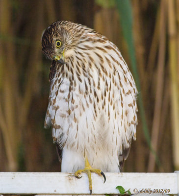 cooper's hawk