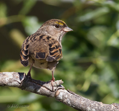 golden-crowned sparrow