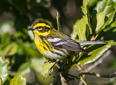 Townsend's Warbler