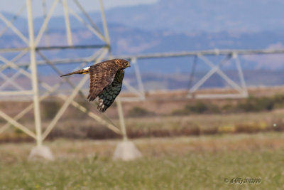 Las Gallinus Wildlife Ponds and Marsh