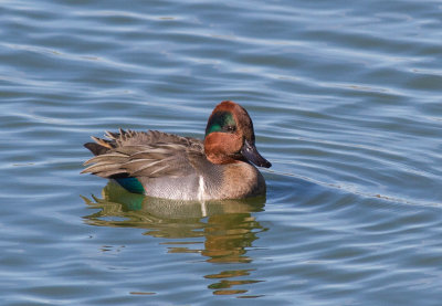 green-winged teal