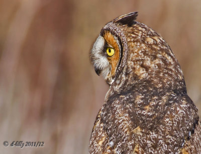 long-eared owl-profile