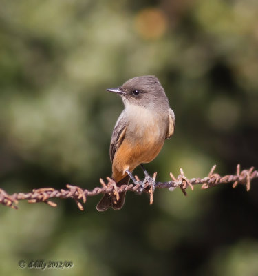 say's phoebe