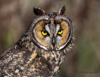 long-eared owl-portrait