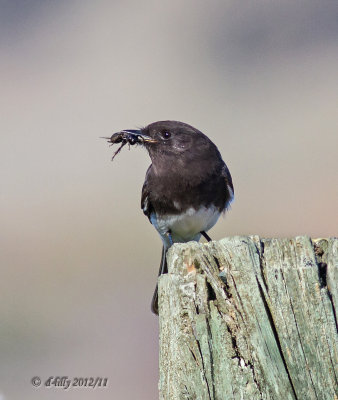 black phoebe