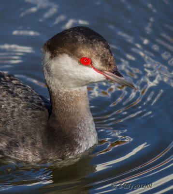 Red eye!