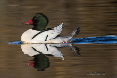 Proud Merganser