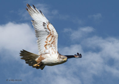 Fly By!