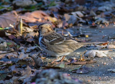 Harris Sparrow