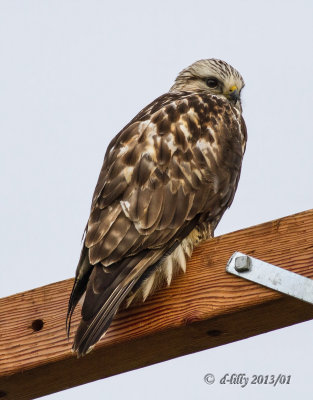 Rough-legged Hawk