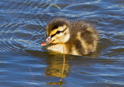Mallardduckling