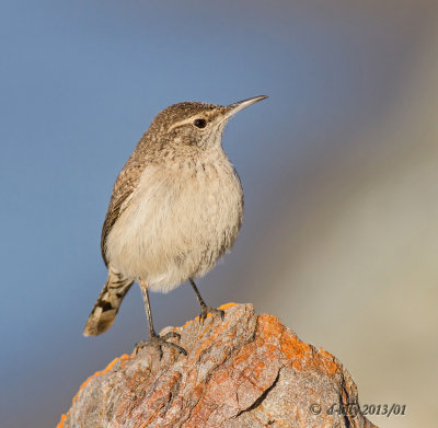 Rock Wren