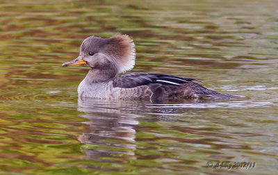 Hooded Merganser, female