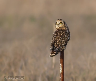 Short-eared Owl